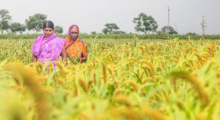 印度卡纳塔克邦某可持续农业组织女性成员。